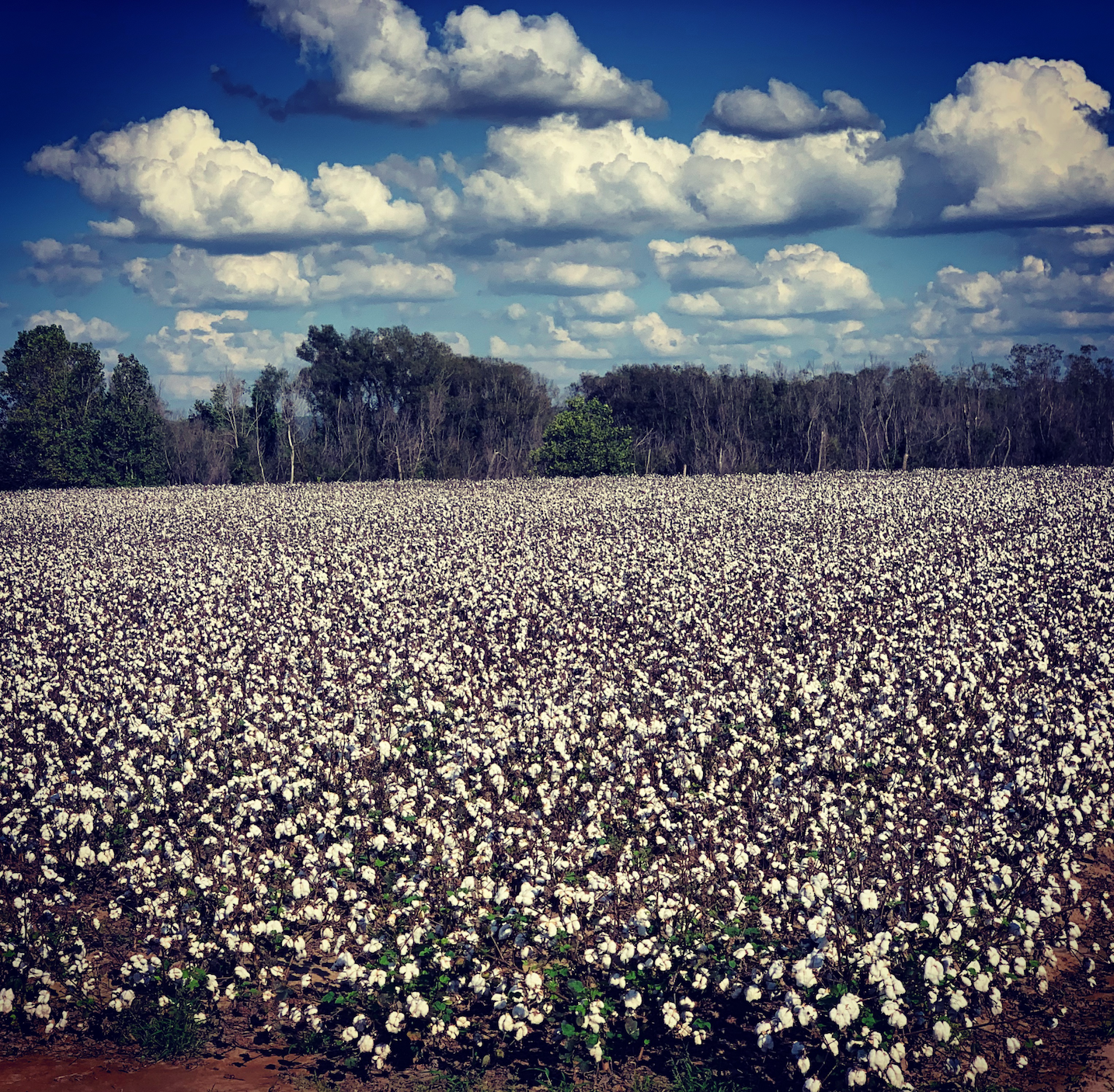 Cotton fields in sunny cloudy field Coahoma County, MS